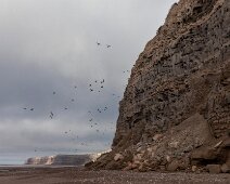 IMG_3901 13/09/2018 - Des milliers et des milliers de trous dans une falaise pour le moins fragile. Over 34,000 burrowing parrots two per hole and more when the babies...